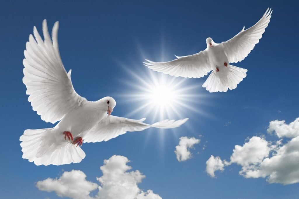 Two white doves flying towards the sun in a blue sky representing peace and final expense protection